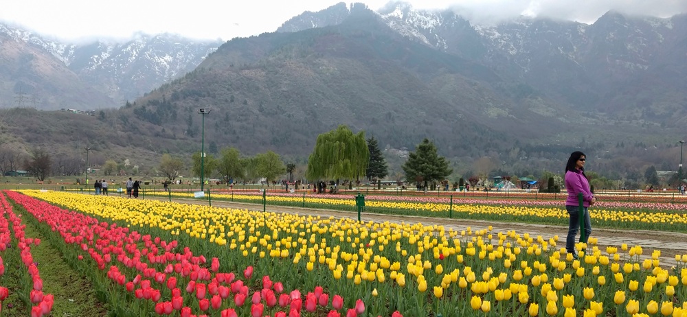 Wander through Tulip Garden